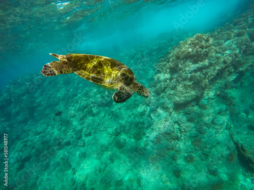 Under water view of a sea turtle in the ocean