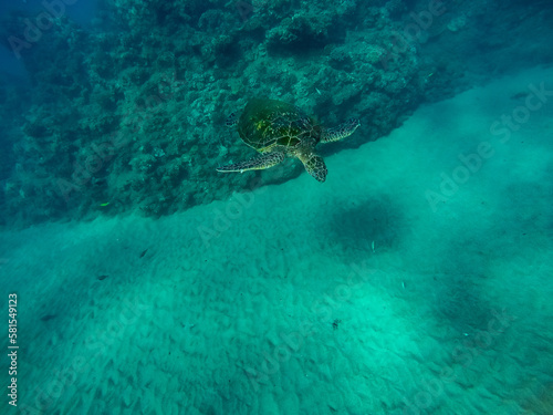 A beautiful sea turtle swimming in the ocean in Maui, Hawaii © Frank