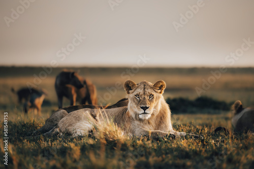 Photography young lion