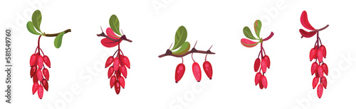 Red Barberry Cluster Hanging on Leafy Twig Vector Set