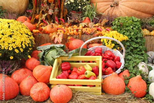 Organic pumpkin and vegetable in wooden box on agricultural fair. Harvesting autumn time concept. Garden fall natural plant. Thanksgiving halloween decor. Festive farm rural background. Vegan food.