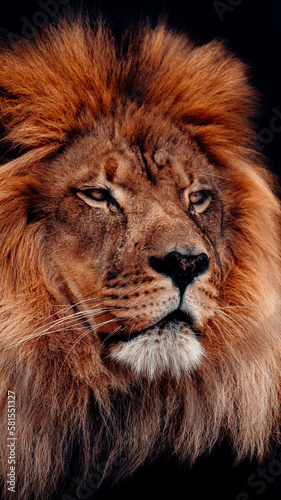 Portrait of Male Lion With A Black Background, Piercing Eyes, Big Mane, Looking to The Side, Powerful Image Symbolizing Strength And Courage