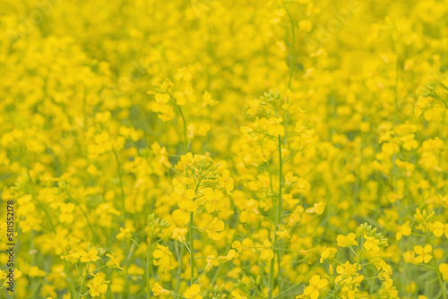 Close up of Bright yellow canola blossoms © Kerry Snelson