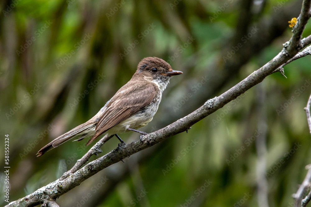 Eastern Phoebe Eastern Phoebe