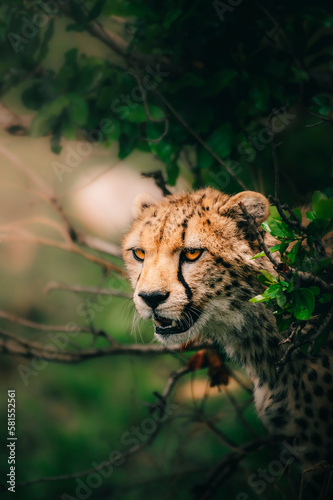 portrait of a cheetah