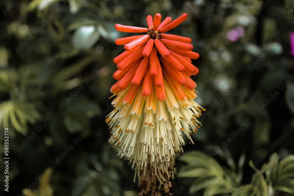A closeup of a plant and flower during the Spring months