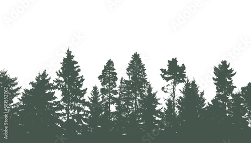 Coniferous and deciduous beautiful forest  silhouette of firs  pines and different deciduous trees. Vector illustration.