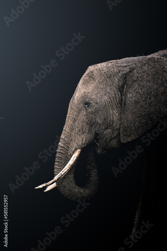 Photography close up of an elephant