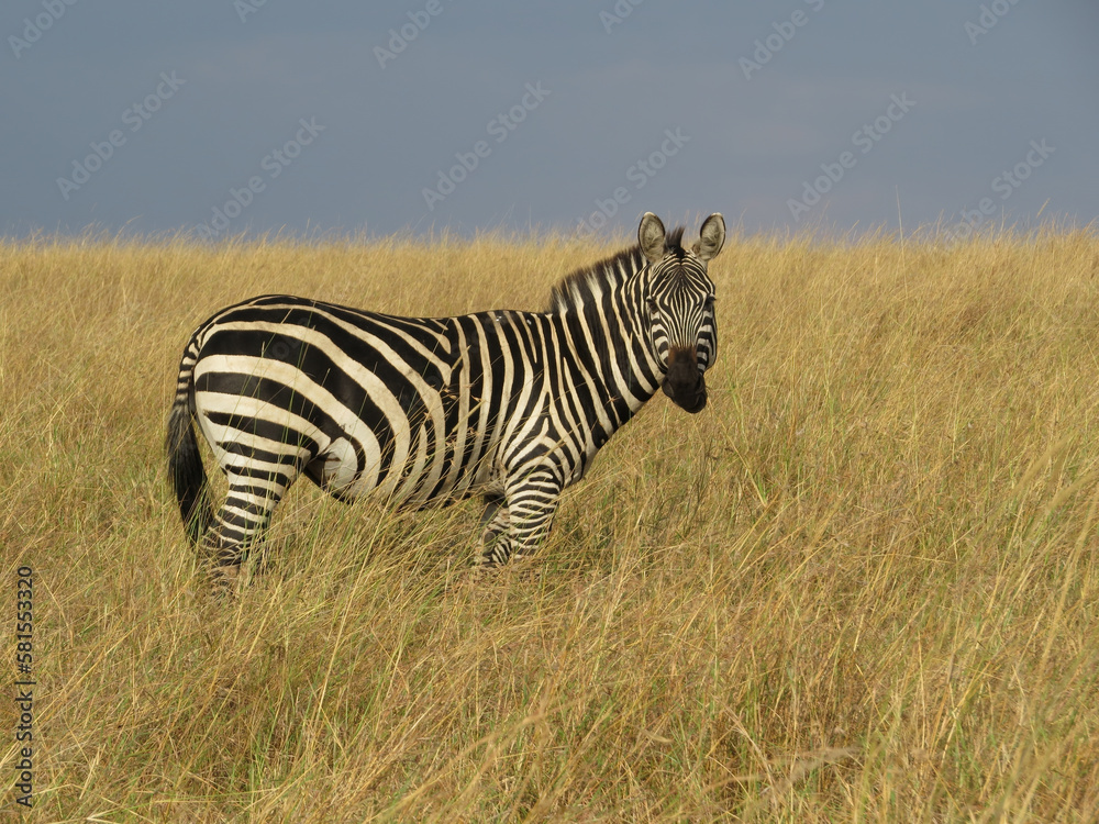 Obraz premium Burchell's zebra (Equus quagga burchellii)