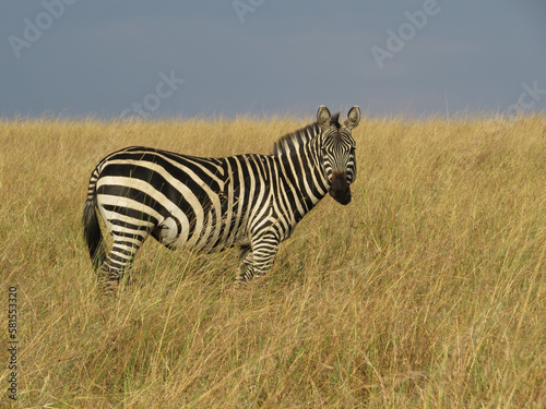 Burchell s zebra  Equus quagga burchellii 