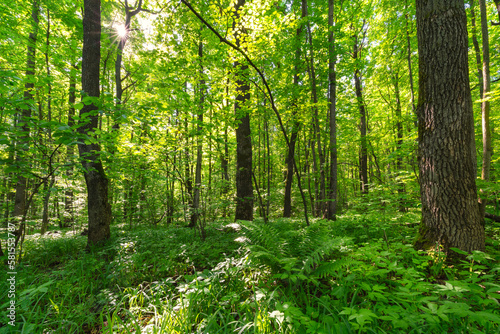 Spring forest in the early morning