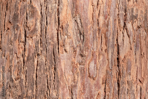 Texture of old cypress bark