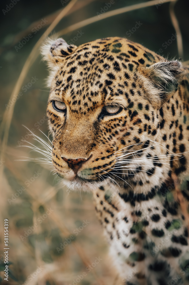 Naklejka premium close up of leopard