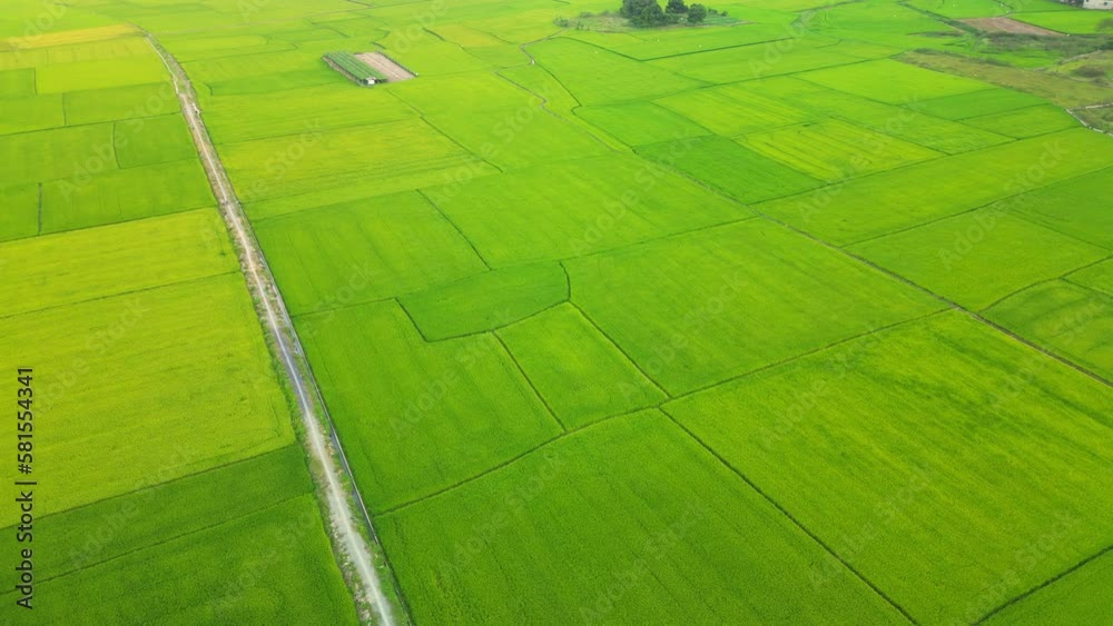 Aerial view, Vietnam rice fields in harvesting season and sunset,drone video Vietnam rice fields.Golden green rice fields with sun flare,combine harvesting ripe rice fields agricultural field farmland Aerial view, Vietnam rice fields in harvesting season and sunset,drone video Vietnam rice fields.Golden green rice fields with sun flare,combine harvesting ripe rice fields agricultural field farmland