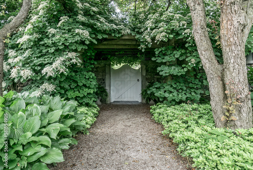 Cambridge, Ontario, Canada - June 28, 2019: A gravel garden path leads to a covered white gate surrounded by blossoming tees on a mid summer morning