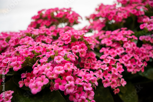 bright pink tiny flowers blooming