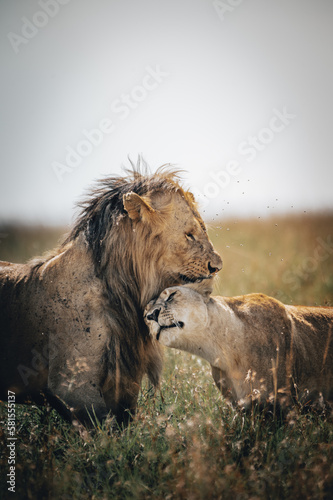 Fototapeta Naklejka Na Ścianę i Meble -  lion and lioness 