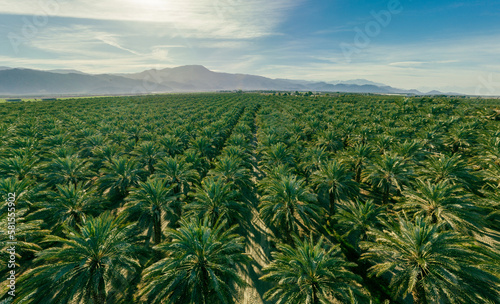 Aerial photo of palm trees. Plantation of date palms. Tropical agriculture industry. Palm oil plantation. 