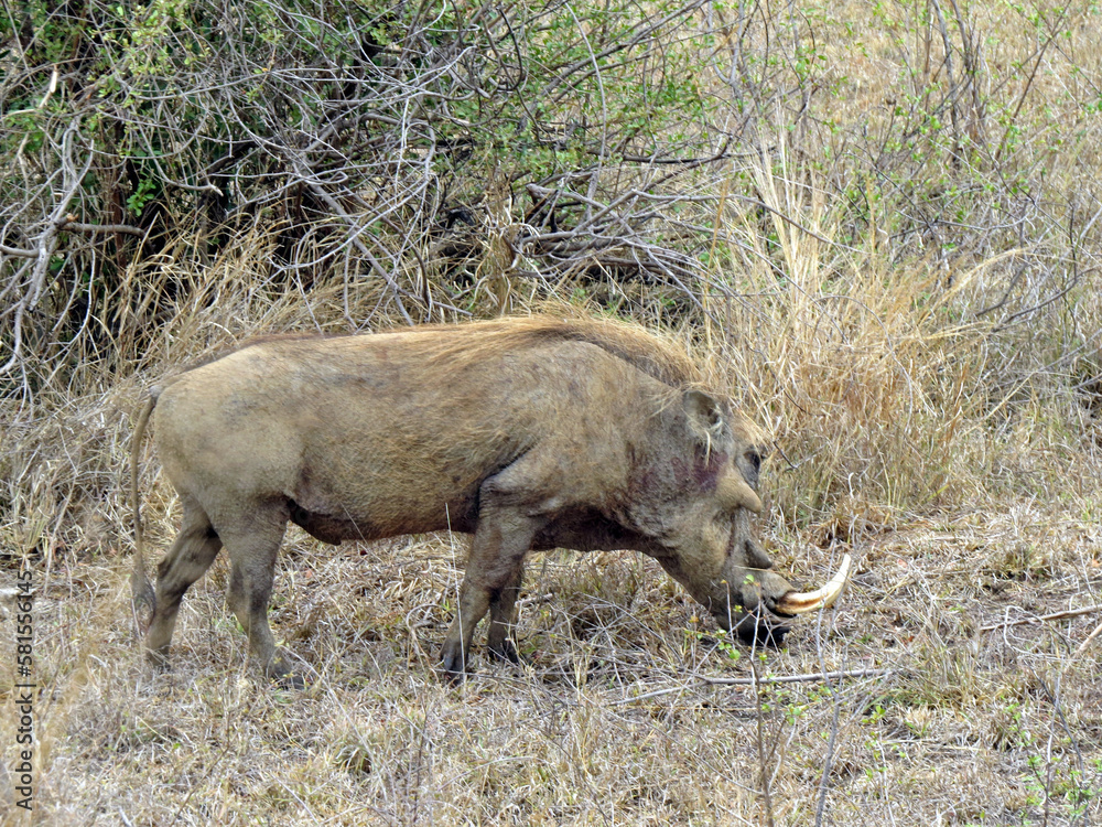 warthog in the wild