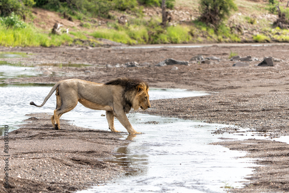 Lion (Panthera leo) male hunting in Mashatu Game Reserve in the Tuli Block in Botswana Lion (Panthera leo) male hunting in Mashatu Game Reserve in the Tuli Block in Botswana
