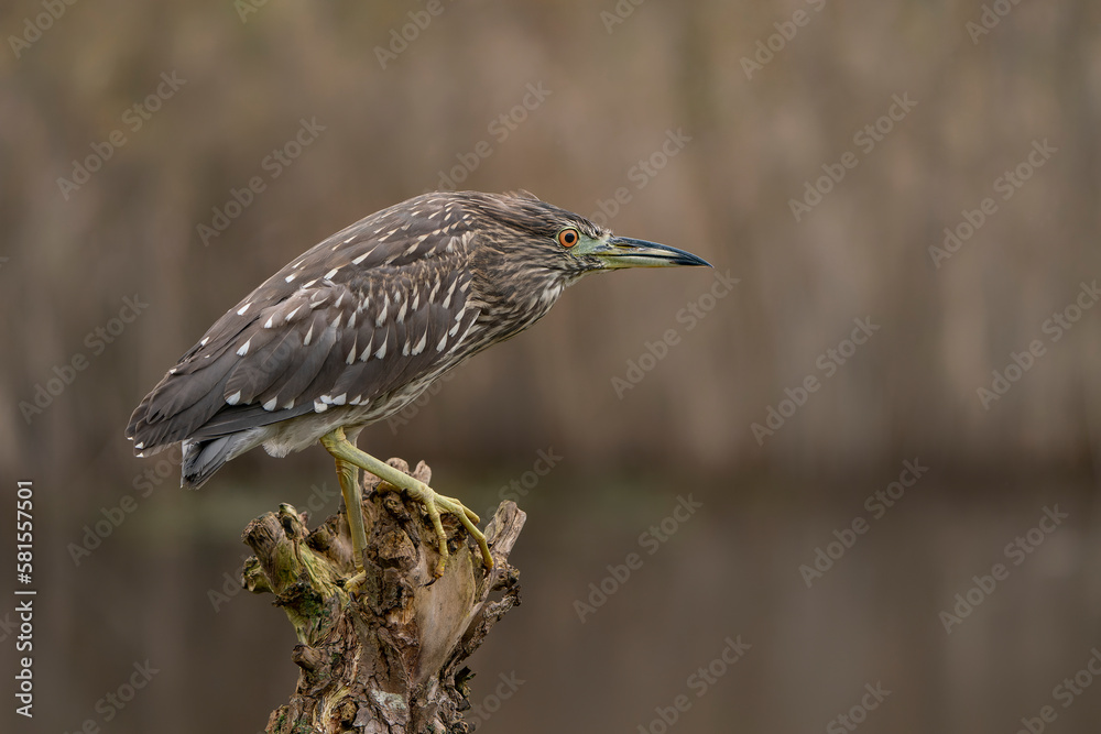 Beautiful juvenile Night Heron (Nycticorax nycticorax) on a branch. Noord Brabant in the Netherlands. Green background.                                                                                