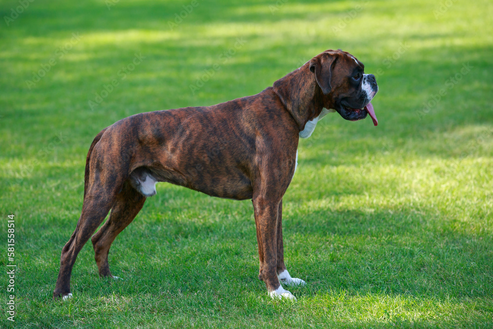 The dog breed Boxer