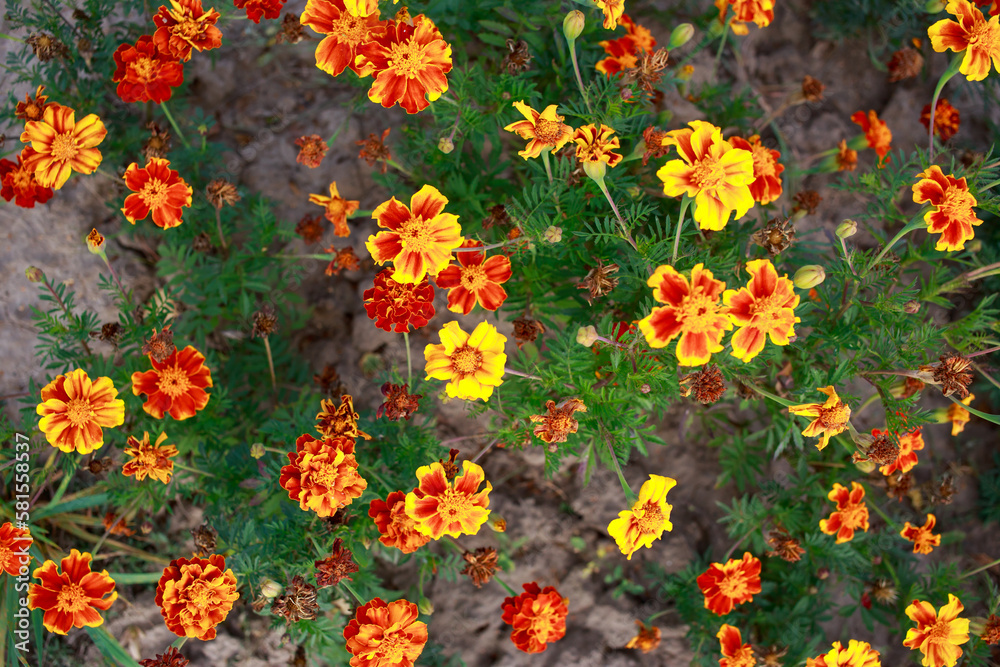 Background of beautiful marigolds