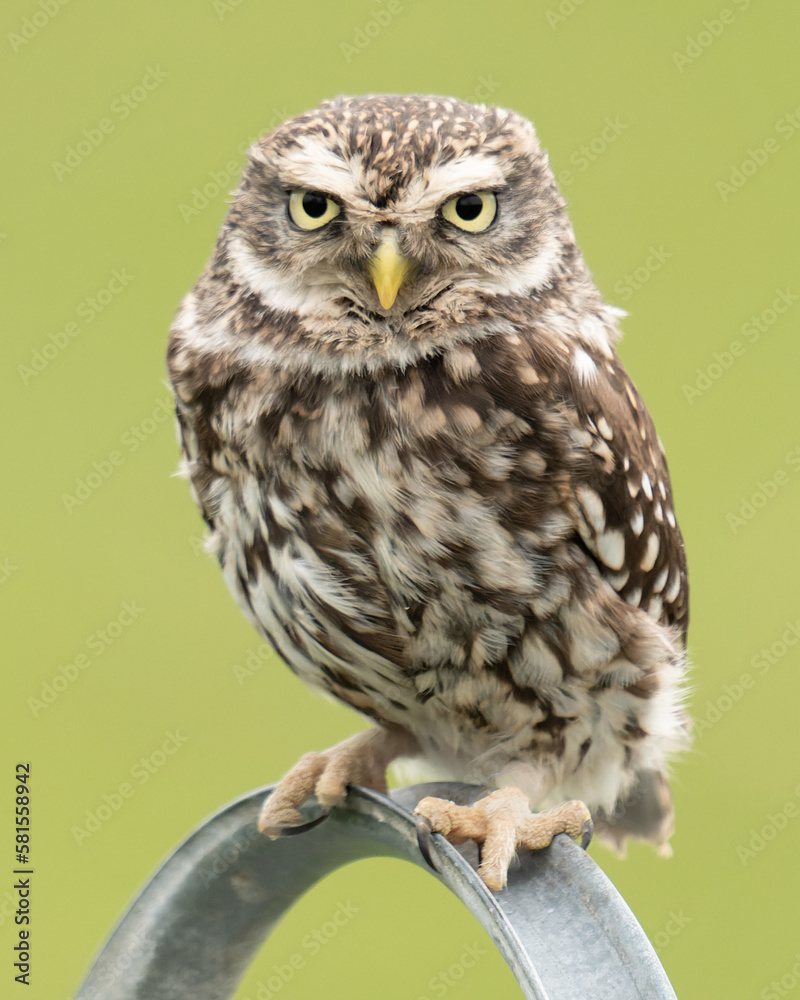 Naklejka premium Portrait of a Little Owl