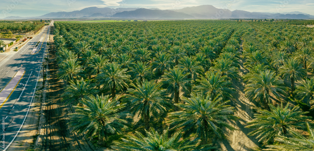 Aerial photo of palm trees. Plantation of date palms. Tropical ...
