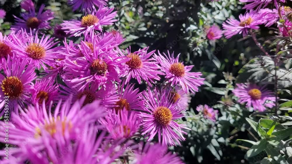 Close up of bees collecting pollen on violet flowers. Close up of bees collecting pollen on violet flowers.