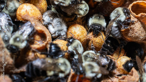 Fototapeta Naklejka Na Ścianę i Meble -  Bumble bee colony