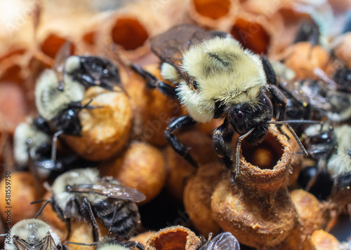 Billede på lærred Bumble bee colony