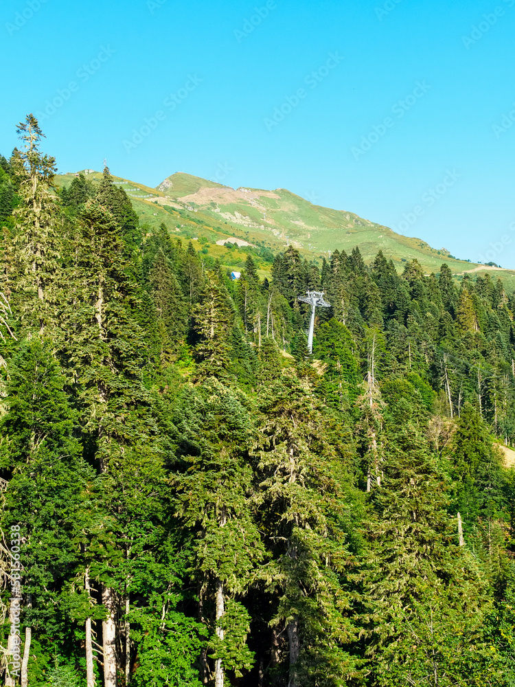 coniferous forest high in the mountains in summer coniferous forest high in the mountains in summer