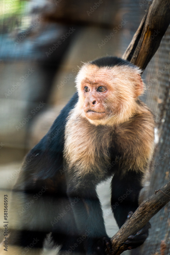 san antonio zoo wildlife