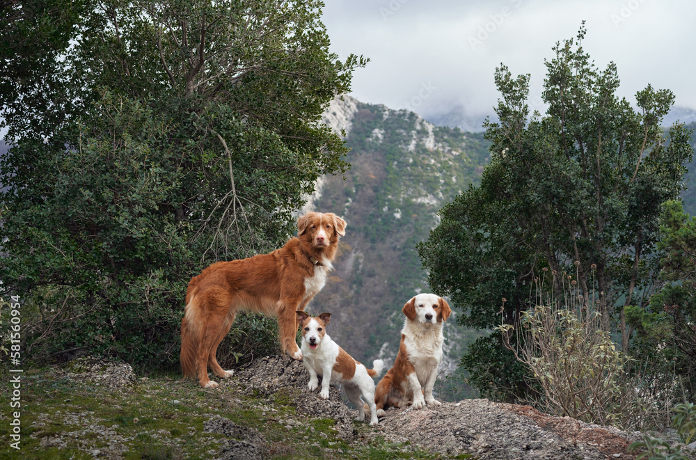 three redwhite dogs against the backdrop of mountains in the park. Pet