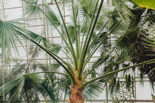 Close-up of a coconut trunk. Silhouette of a high trunk of a palm tree. Bark of a tropical palm tree. Palm bark.