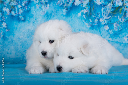 Two White fluffy small Samoyed puppies dogs are sitting on blue background with blue flowers