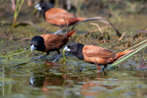 Tricoloured munia,  photo