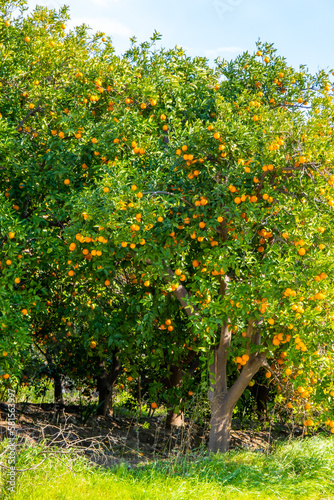 Fresh, ripe organic orange hanging on an orange tree full of with fruits in Antaly, Turkey 