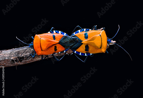 Man-faced stink bug catacanthus incarnatus mating on the leaves  photo