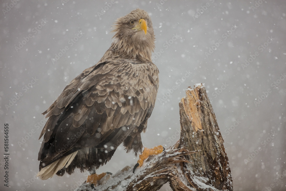 The white-tailed eagle - adult female - in early spring at the wet forest during the snowstorm The white-tailed eagle - adult female - in early spring at the wet forest during the snowstorm