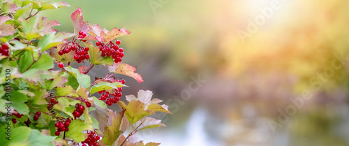 Viburnum bush with red berries on a background of the sky during sunset