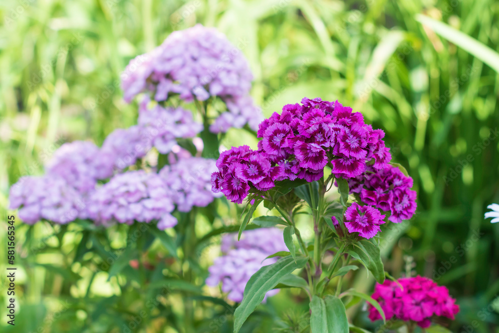 Purple flowers of Sweet william ,Dianthus barbatus, on a blurred green background. Turkish carnations ,Caryophyllaceae Family.Selective focus Purple flowers of Sweet william ,Dianthus barbatus, on a blurred green background. Turkish carnations ,Caryophyllaceae Family.Selective focus