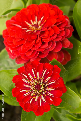Fotografi A close-up of a red zinnia flower growing in a garden bed