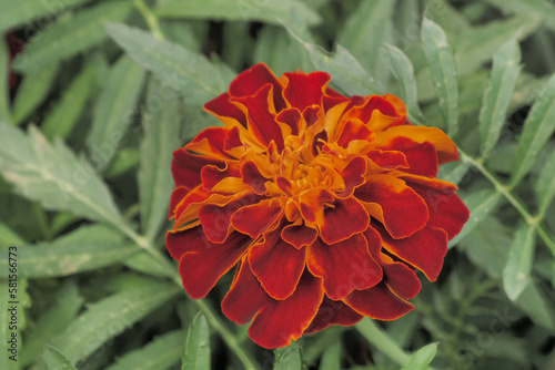 Marigolds are flowers. A flowering perennial plant. Holidays and events photo