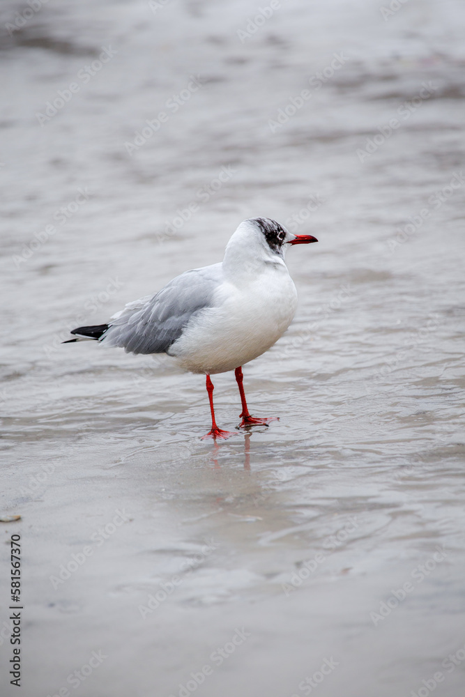 The seagull and the beach. The Baltic Sea and seagulls. The seagull and the beach. The Baltic Sea and seagulls.