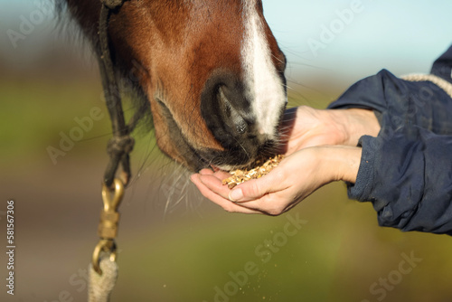 Pferd frisst Leckerli