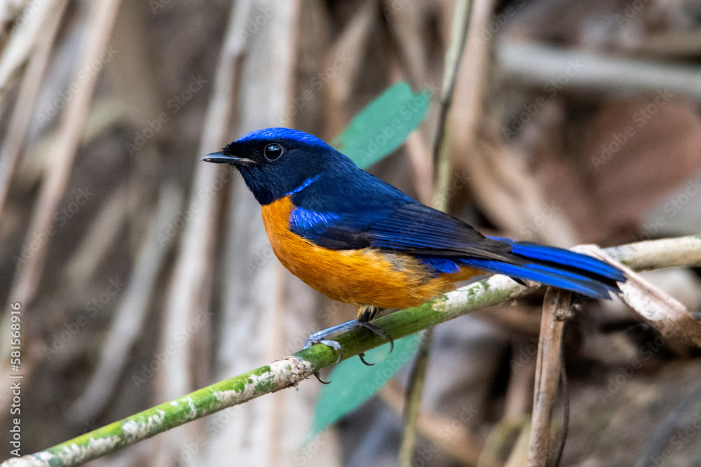 Obraz premium Rufous-bellied niltava
