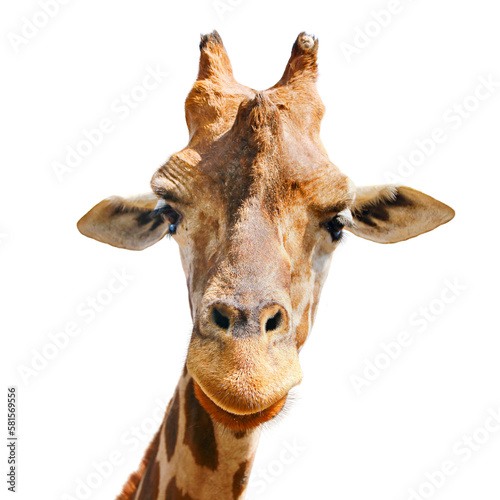 Canvas Print Portrait of a giraffe PNG on transparent background