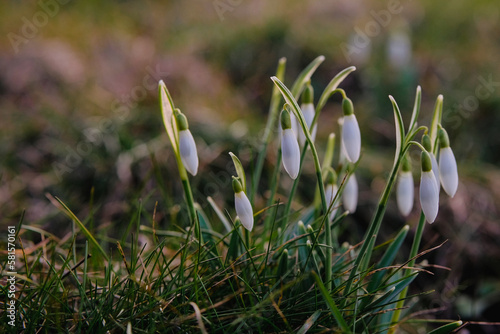 spring snowdrops flowers